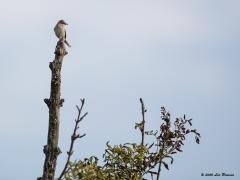Grasmus  20200831  Een echt zangvogeltje is deze grasmus, wat zingt hij in het voorjaar wat af. En dat wil hij laten weten ook vandaar dat ie in de regel goed zichtbaar bovenin een tak of struik zit. De eerste Grasmussen bereiken Nederland meestal half april, in recente jaren ook wel iets eerder. Doortrek, deels van Scandinavische en Duitse vogels, kan plaatsvinden tot eind mei. Vanaf begin juli treden ongerichte verplaatsingen op die vanaf eind juli overgaan in gerichte trek. Eind augustus en begin 
