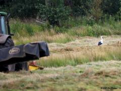 Ooievaar  20200801  Nee, de ooievaar wordt niet doodgemaaid. Sterker nog vogel en maaimachine zijn vriendjes. De ooievaar heeft inmiddels geleerd dat wij mensen soms dingen doen waar zij van kunnen profiteren. Zo worden bij het maaien de grotere insecten en kleinere beestjes verstoord, worden bloot gelegd, worden zichtbaar. En de ooievaar lust daar wel pap van en kan die die eiwitten ook goed gebruiken om zijn kroost groot te brengen. Dus, wordt er gemaaid, dan zijn de ooievaars alert en komen kijken