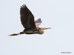 Purperreiger  20200731  Knap hoe die reigers hun slangenhals precies tegen de romp plooien. De snavel en poten worden perfect aerodynamisch in lijn met de romp gehouden voor de minimale luchtweerstand. Deze reiger komt uit een nest denk ik, ik zie namelijk een veer tussen de tenen geplakt?