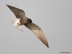 Zwarte stern  20200806  Eerder liet ik een juveniel en een oudervogel in overgangskleed zien. Deze keer een vogel in prachtkleed, gemaakt op 22 mei. De kop is dan geheel zwart. Hun naam wordt in die tijd eer aan gedaan.