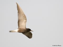 Zwarte stern  20200806  Eerder liet ik een juveniel en een oudervogel in overgangskleed zien. Deze keer een vogel in prachtkleed, gemaakt op 22 mei. De kop is dan geheel zwart. Hun naam wordt in die tijd eer aan gedaan.