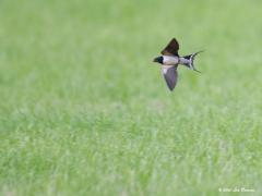 Boerenzwaluw 20200925  Geweldige vliegers zijn het die zwaluwen. Moet ook wel om met succes de insecten uit de lucht te kunnen plukken. Die insecten vliegen alle kanten op en daarom moet de zwaluw heel wendbaar zijn. Dat wenden doen ze uiteraard met de staart. Hier wordt dat richtingsroer flink ingezet. Mooi is te zien dat dat roer nog een beetje versierd is met witte stippen. De lange buitenveren zijn heel kenmerkend voor deze soort.