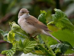 Grasmus  20200902  Nog eens de grasmus. Niet veel kleur. Maar de witte keelvlek samen met zijn gedrag maken het een makkelijk herkenbaar vogeltje in de zomer.