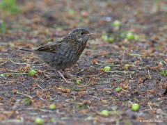 Heggenmus  2020-09-6  Het bijzondere sexleven van de heggenmus werkt prima. In onze streek komen ze veel voor. Hier een jonge vogel onder onze kersenboom. De foto is gemaakt best al vroeg in het voorjaar, op 27 april.