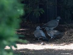 Houtduif  2020-09-14  Al jaren woont er een stelletje houtduiven in mijn tuin. Niet iedereen is daar blij mee maar ik vind het eigenlijk wel leuk. Ook dit jaar worden er jongen groot gebracht. Hier zie je ma, of pa, met twee kleuters naar iets eetbaars zoeken in de schaduw van de grote conifeer. De jongen missen nog de kenmerkende witte band in de nek. Ook de snavel is nog niet af.