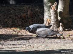 Houtduif  2020-09-16  Een familieband, dat meen ik te herkennen als ik deze twee jongelingen zie rondlopen in de tuin. Geheel geen agressiviteit, gewoon lekker samen wat lopen zoeken naar iets eetbaars. Gezellig dicht bij elkaar.