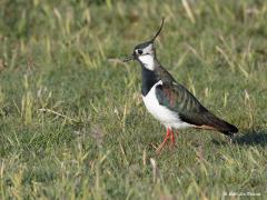 Kievit  20200927  Het gaat niet goed met een van onze bekendste weidevogels, de Kievit. Vanaf halverwege de jaren 90 neemt het aantal broedende Kieviten in ons land in rap tempo af. In de periode 2005-2014 zelfs met bijna 5 procent per jaar. Daarom werd 2016 door Sovon en Vogelbescherming Nederland uitgeroepen tot het Jaar van de Kievit. De laatste schatting van het aantal broedparen ligt tussen de 110.000-160.000 broedparen. Er zijn sterke aanwijzingen dat steevast te weinig Kievitkuikens hun eers