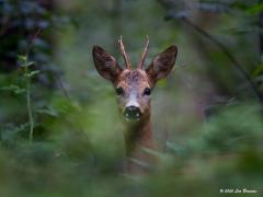 Ree  20201009  Altijd leuk om op je wandeling een ree te zien. Meestal hebben ze jou al geroken eer je ze gezien hebt en hebben ze zich al verborgen. Maar af en toe kan er snel een foto worden gemaakt waarbij je wordt bestudeerd waarna snel het reeënpad gekozen wordt.