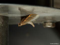 Tweelijnmot  20201016  Hier hangt het kleine motje, de vleugeltjes zijn maar ca. 12 mm groot, ondersteboven aan de buitenlamp. Knap dat ie zich zo vast kan houden. Het achterlijfje wordt gekromd omhoog gehouden, dat doen wel meer motjes. Het motje komt af op licht, niets bijzonders voor nachtvlinders. Toevallig behoort deze hypsopygia tot de familie van de 'lichtmotten' de 'Pyrailidea'.