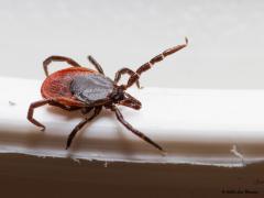 Schapenteek / Ixodes ricinus / 20130501