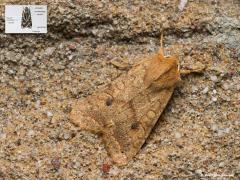 Bruine herfstuil  20201116  Deze nachtvlinder heeft de meeste broers en zussen in ons land. Immers, het is een uil, een Noctuidae, en dat is de grootste familie nachtvlinders bij ons. In Nederland komen ca. 350 soorten voor, wereldwijd zijn het er ietsjes meer namelijk ca. 11.800 soorten. Normaliter worden in rusthouding de vleugels dakvormig boven het lichaam gevouwen. Bijna allemaal hebben ze uilvlekken in hun kleed; een niervlek met lobben, een ringvlek, een tapvlek(hier niet te zien). Daarn