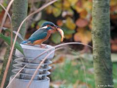 IJsvogel  20201113  Je kon er op wachten. De kleine goudwinde in de tuinvijver is geen partij voor deze machtige visser. Kleine goudwinde schrijf ik maar voor dit vogeltje is het eigenlijk een joekel. Ongelooflijk hoe relatief groot de prooien kunnen zijn. Hoe agressief moeten die maagzuren wel niet zijn want het oplossen en verteren gaat verrassend snel. De ijsvogel heeft geen zin in gespartel in slokdarm en maag. Daarom moet eerst de vis tot de orde worden geroepen. De wrede vogel slaat daarom eerst 