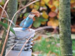 IJsvogel  20201113  Je kon er op wachten. De kleine goudwinde in de tuinvijver is geen partij voor deze machtige visser. Kleine goudwinde schrijf ik maar voor dit vogeltje is het eigenlijk een joekel. Ongelooflijk hoe relatief groot de prooien kunnen zijn. Hoe agressief moeten die maagzuren wel niet zijn want het oplossen en verteren gaat verrassend snel. De ijsvogel heeft geen zin in gespartel in slokdarm en maag. Daarom moet eerst de vis tot de orde worden geroepen. De wrede vogel slaat daarom eerst 
