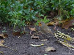 Roodborst  20201118 Dit is de laatste weken mijn tuinvriendje. Als ik even in de tuin werk, bijvoorbeeld wat bladeren weg hark, dan komt vrijwel meteen dit roodborstje me gezelschap houden. Tot op wel 2 meter nadert het vogeltje me en volgt mijn werkzaamheden aandachtig. In de hoop dat ik wat insecten bloot werk neem ik aan. Ik vroeg nog of ie tevreden was met mijn tuin maar ik kreeg geen antwoord. Komt misschien omdat ie mij niet verstaat want het is misschien wel een wintergastje dat pools of r