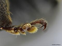 Gegroefde lapsnuitkever  20201231  Nog een keer dit kevertje. Nu met een voor mij maximale macro van de onderkant van het pootuiteinde, de klauw. Enkele kenmerken zijn goed te zien. Ik zie de kogelgewrichten die maken dat de klauw alle kanten op gericht kan worden. Dan twee voetzolen, stootkussentjes. Op die kussentjes speciale beharing die naar ik meen uitwerken zoals een zuignapje, de platte haren kleven zo aan een oppervlak. Tenslotte een grote nagel die gesplitst is in twee sterke haken waa