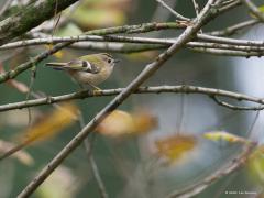 Goudhaan  Regulus ignicapilla  20131120 Tachtig Bunders