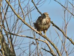 Buizerd  20210224  Biesbosch