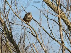 Buizerd  20210224  Biesbosch