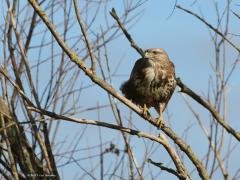 Buizerd  20210224  Biesbosch