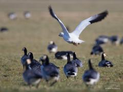 Sneeuwgans  20210314  Vorige week liet ik de Ross'gans zien, nu de sneeuwgans. Deze keer de sneeuwgans, gespot in Yerseke en in de Biesbosch. De sneeuwgans is wel tot 40% groter en heeft zwart aan zijn snavel maar voor de rest is ie gelijkend. De sneeuwgans lijkt wel wat meer grof. Mooi vind ik die snavel niet met dat zwart aan de randen maar de snavel zal wel heel goed gras kunnen afsnijden. In ons land kunnen in de winter tot enkele tientallen sneeuwganzen zich ophouden. Die hebben vrijwel allem
