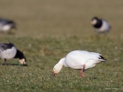 Sneeuwgans  20210314  Vorige week liet ik de Ross'gans zien, nu de sneeuwgans. Deze keer de sneeuwgans, gespot in Yerseke en in de Biesbosch. De sneeuwgans is wel tot 40% groter en heeft zwart aan zijn snavel maar voor de rest is ie gelijkend. De sneeuwgans lijkt wel wat meer grof. Mooi vind ik die snavel niet met dat zwart aan de randen maar de snavel zal wel heel goed gras kunnen afsnijden. In ons land kunnen in de winter tot enkele tientallen sneeuwganzen zich ophouden. Die hebben vrijwel allem