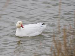 Sneeuwgans  20120208  Biesbosch