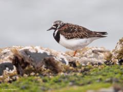 Steenloper  20210328  Gisteren liet ik de steenloper in winterkleed zien. Deze foto is gemaakt in augustus, in zomerkleed dus. Zijn ze zo niet veel mooier? Ik vind van wel. Niet alleen de vogel maar ook de stenen laten meer kleur, meer leven zien in de warmere dagen met meer zonlicht.