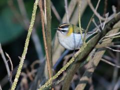 Vuurgoudhaan (Regulus ignicapilla)  20210319  Zundert Stouwdreef