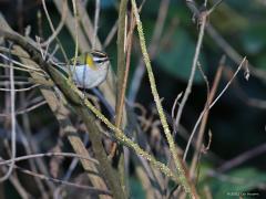 Vuurgoudhaan (Regulus ignicapilla)  20210319  Zundert Stouwdreef