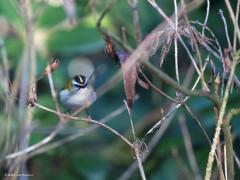 Vuurgoudhaan (Regulus ignicapilla)  20210319  Zundert Stouwdreef