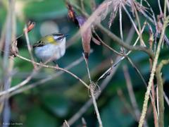 Vuurgoudhaan (Regulus ignicapilla)  20210319  Zundert Stouwdreef