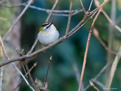 Vuurgoudhaan (Regulus ignicapilla)  20210319  Zundert Stouwdreef