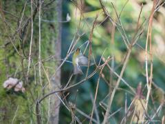 Vuurgoudhaan (Regulus ignicapilla)  20210319  Zundert Stouwdreef