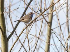 Blauwborst  20210414  Nu de blaadjes nog aan de struiken gevormd moeten worden is de kans om de blauwborst waar te nemen een stuk groter dan over enkele weken tussen al dat groen. Ze verraden zich vaak door hun liedje. Aan wilgenstruiken in een sompige bodem hebben ze geen hekel. Fijn dat het goed met dit vogeltje gaat. Ten opzichte van 1990 zijn er nu viermaal meer broedgevallen in ons landje.