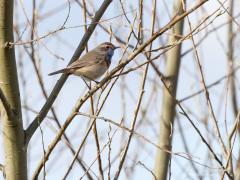 Blauwborst  20210413  De Matjens