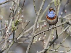 Blauwborst  20210413  De Matjens