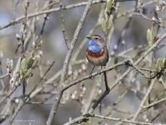 Blauwborst  20210414  Nu de blaadjes nog aan de struiken gevormd moeten worden is de kans om de blauwborst waar te nemen een stuk groter dan over enkele weken tussen al dat groen. Ze verraden zich vaak door hun liedje. Aan wilgenstruiken in een sompige bodem hebben ze geen hekel. Fijn dat het goed met dit vogeltje gaat. Ten opzichte van 1990 zijn er nu viermaal meer broedgevallen in ons landje.