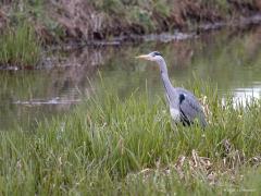 Blauwe Reiger  20210422  Iedereen zal hem wel herkennen de blauwe reiger denk ik. Best gewoon toch een reiger. Zo gewoon dat niet meer wordt gezien wat voor mooie vogel het feitelijk is. Groot ook! Een echte hollandse vogel. Gelukkig gaat het best goed met de soort ofschoon de laatste jaren enige verdringing door de grote zilverreiger plaats vind. Ik las bij Sovon dat de broedpopulatie in ons land op ca. 12.000 paartjes wordt geschat. Als dat getal groter was geweest had ik dat ook geloofd.