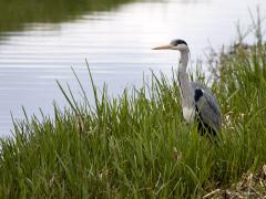 Blauwe reiger  20210415  Kleine Beek
