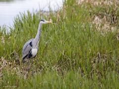 Blauwe Reiger  20210422  Iedereen zal hem wel herkennen de blauwe reiger denk ik. Best gewoon toch een reiger. Zo gewoon dat niet meer wordt gezien wat voor mooie vogel het feitelijk is. Groot ook! Een echte hollandse vogel. Gelukkig gaat het best goed met de soort ofschoon de laatste jaren enige verdringing door de grote zilverreiger plaats vind. Ik las bij Sovon dat de broedpopulatie in ons land op ca. 12.000 paartjes wordt geschat. Als dat getal groter was geweest had ik dat ook geloofd.