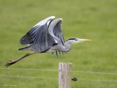 Blauwe Reiger  20210424  Een gaaf vliegmachien vind ik de blauwe reiger. De grote vleugels gaan met trage krachtige slagen op en neer.  Ik weet het moment nog wanneer ik voor het eerst verteld kreeg dat die grote vogel hoog in de lucht een reiger was. Ik zal een jaar of dertien zijn geweest. Er werd zo een kiem gelegd voor mijn vogelinteresse.