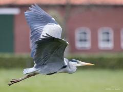 Blauwe Reiger  20210424  Een gaaf vliegmachien vind ik de blauwe reiger. De grote vleugels gaan met trage krachtige slagen op en neer.  Ik weet het moment nog wanneer ik voor het eerst verteld kreeg dat die grote vogel hoog in de lucht een reiger was. Ik zal een jaar of dertien zijn geweest. Er werd zo een kiem gelegd voor mijn vogelinteresse.