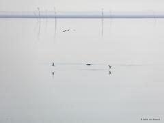 Bruinvis  20210331  Ik was gisteren bij de Oosterschelde en heb daar een tweetal bruinvissen zien zwemmen. Kon er ook foto's van maken. De bruinvis is de meest voorkomende walvissoort in de Noordzee. Het is dus geen vis maar een zoogdier uit de onderorde der tandwalvissen. Het dier heeft een lengte van maximaal 1,80 m en een gewicht van maximaal 60 kilogram.