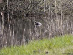 Waterschildpad  20210426  Op flinke afstand zag ik iets in het water zitten, op een boomstammetje. Gauw mijn camera erop gericht en tot mijn grote verbazing bleek het een schildpad te zijn die zich zat op te warmen in het ochtendzonnetje. Hier klopt iets niet, moest ik denken, die verwacht je niet aan te treffen in een natuurgebied hier in Zundert, foute boel dus. Op de foto meen ik een best grote geelbuikschildpad te zien, dat moet een uitgezet exemplaar zijn, een onbedoelde exoot. Zodra ik een pas dichter