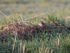 Graspieper  20210331  Hogerwaardpolder