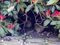 Heggenmus  20210418  Al een paar dagen zie ik in de tuin een jonge heggenmus rond huppelen. Half april al, is dat vroeg of is dat vroeg? Dat eitje moet half maart al gelegd zijn toch? De oudervogel is er niet helemaal gerust op dat gehuppel en lokt junior onder de struiken met wat vogelpindakaas aan de snavel. Door het deurraam heen kon ik ze op de sensor zetten.