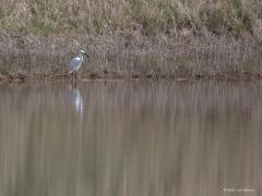 Kleine zilverreiger  20210331  Plompe toren