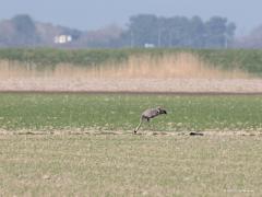 Kraanvogel  20210331  Net voorbij de Brouwersdam, bij Visschershoek, vond ik afgelopen woensdag deze kraanvogel. In zijn eentje. Waarschijnlijk een tweedejaars juveniel. De foto's zijn niet best maar dat krijg je als de afstand zoals hier 175 meter is en dat bij zonnig weer met volop warmtetrillingen. Kraanvogels zijn alleseters. Wanneer ze in hun broedgebied of in hun winterverblijf zijn, eten ze voornamelijk dierlijk voedsel zoals grote insecten, wormen en amfibieën. Hier op doortrek in akkerbouwgebieden