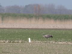 Kraanvogel  20210331  Visschershoek