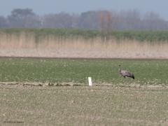 Kraanvogel  20210331  Visschershoek